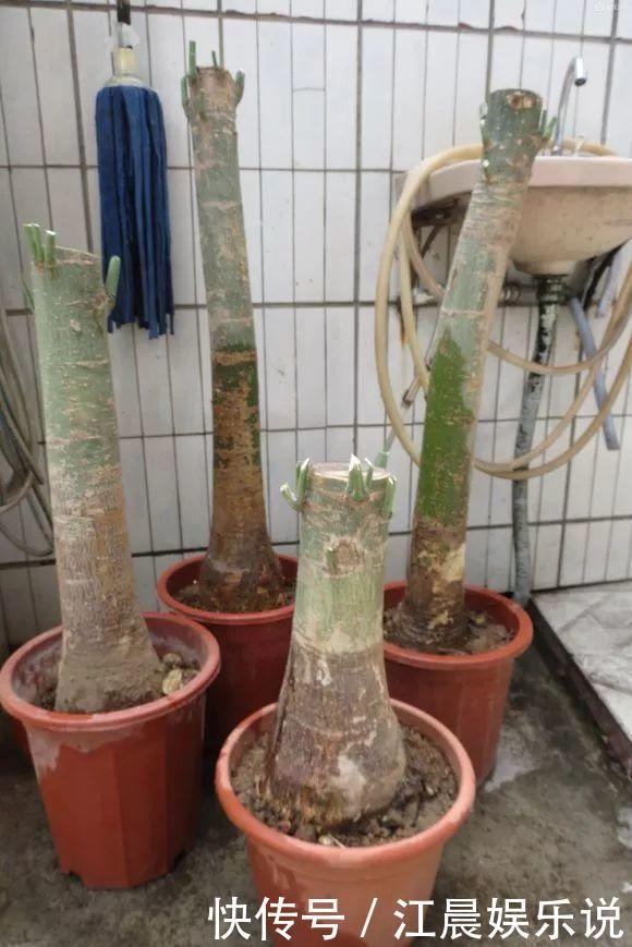 吊兰|出门最容易“捡到”的5种花,拿回家剪几刀,不花钱成好看盆栽