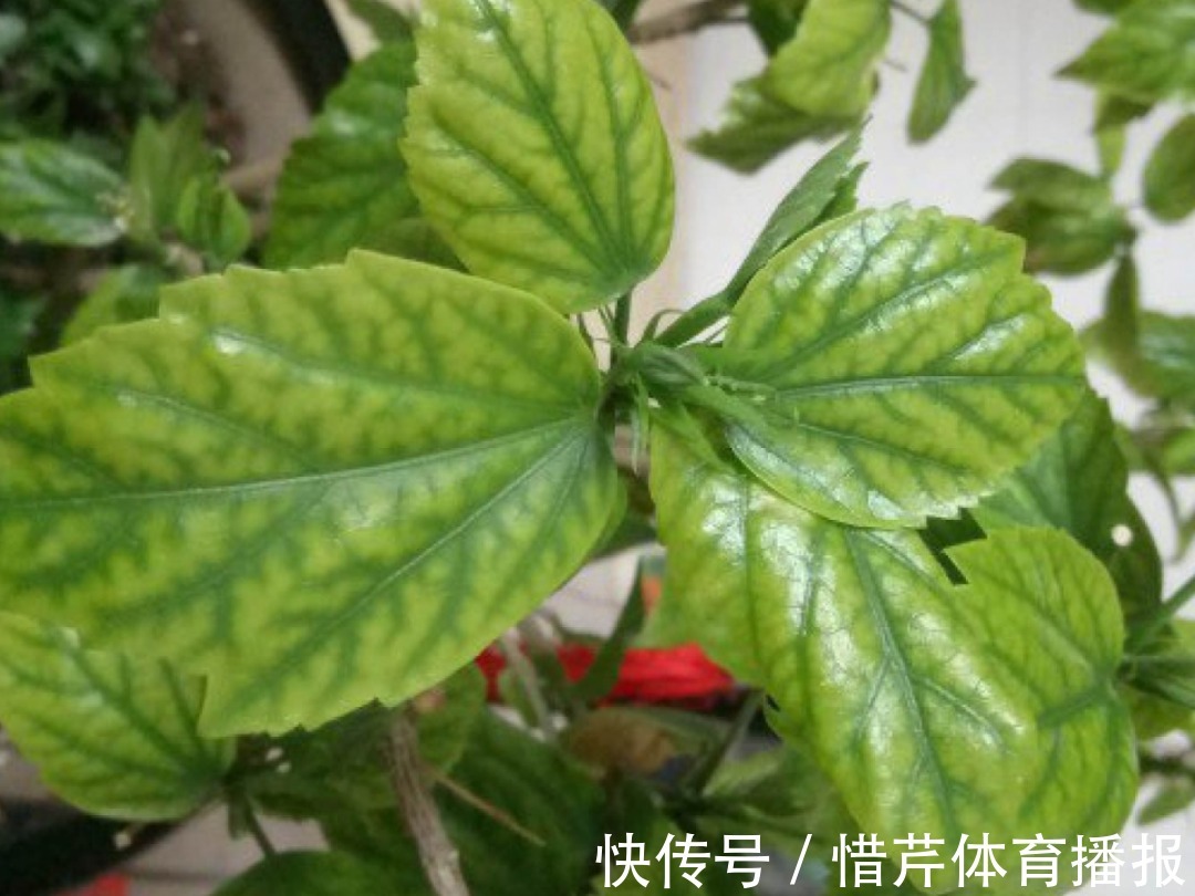 9个开花劳模，施肥不能停，不然越养越差劲