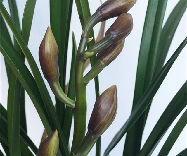 怎样预防大花蕙兰掉花苞、快速开花这些技巧要学会