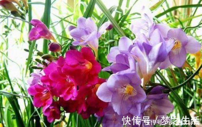 4种花高贵优雅,花开不断,看了就让人沉醉