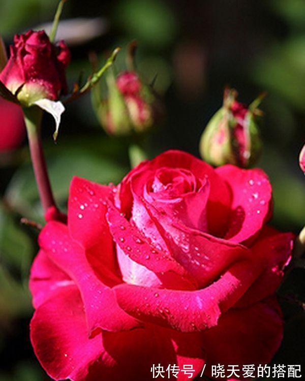 玫瑰花|不要傻傻的把月季当玫瑰，因为它们的区别有很多，都是哪些呢？