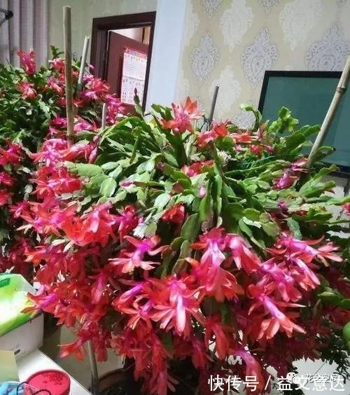 邻居李爷爷，用一堆垃圾养花，不到一年，阳台变成小花园！