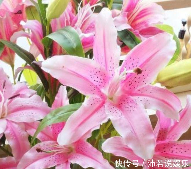 惊艳|此几款植物,娇小不占地,好养易爆盆,惊艳如花球