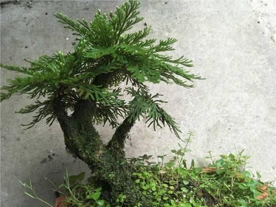 野外碰见这种“草”,挖回家做盆景,人称“还魂草”很值钱