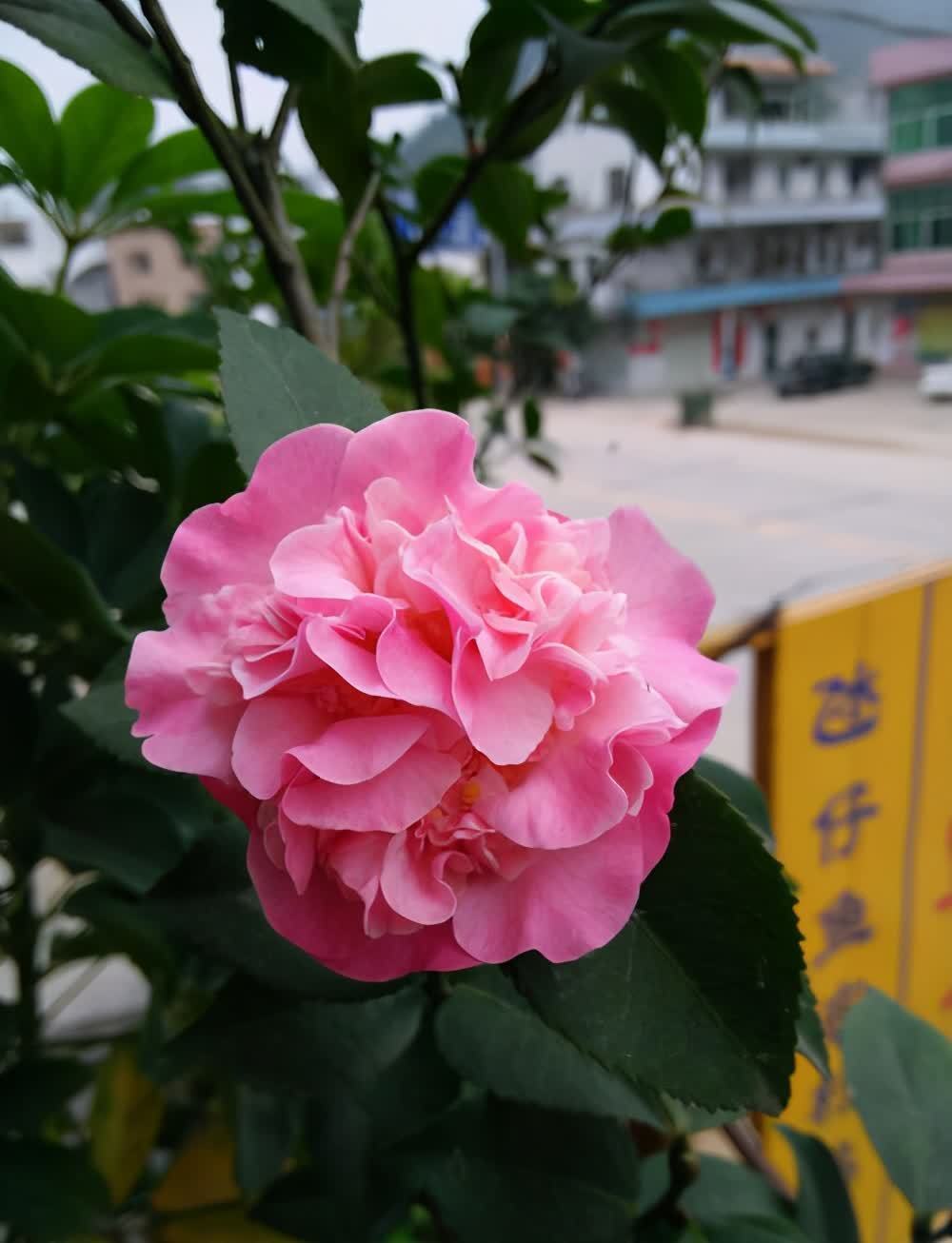 2种花特别适合冬天养,天气越冷花朵越鲜艳,状态比春天的花都美