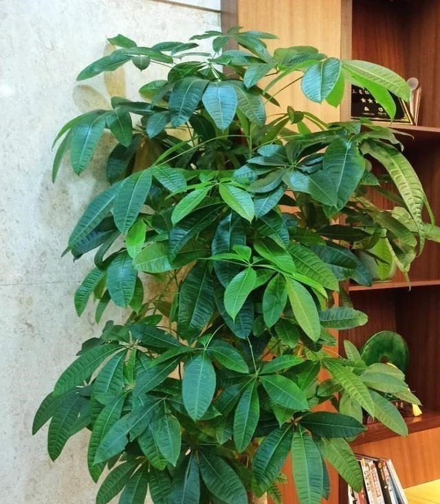 家里有养这5种花，别老是拿去晒太阳，容易晒出问题！