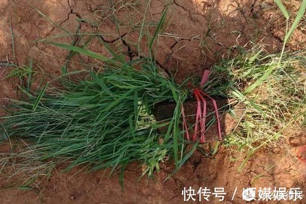 觅食|这东西钓草鱼堪称一绝,取材方便不用1分钱,爱钓草鱼的你别错过