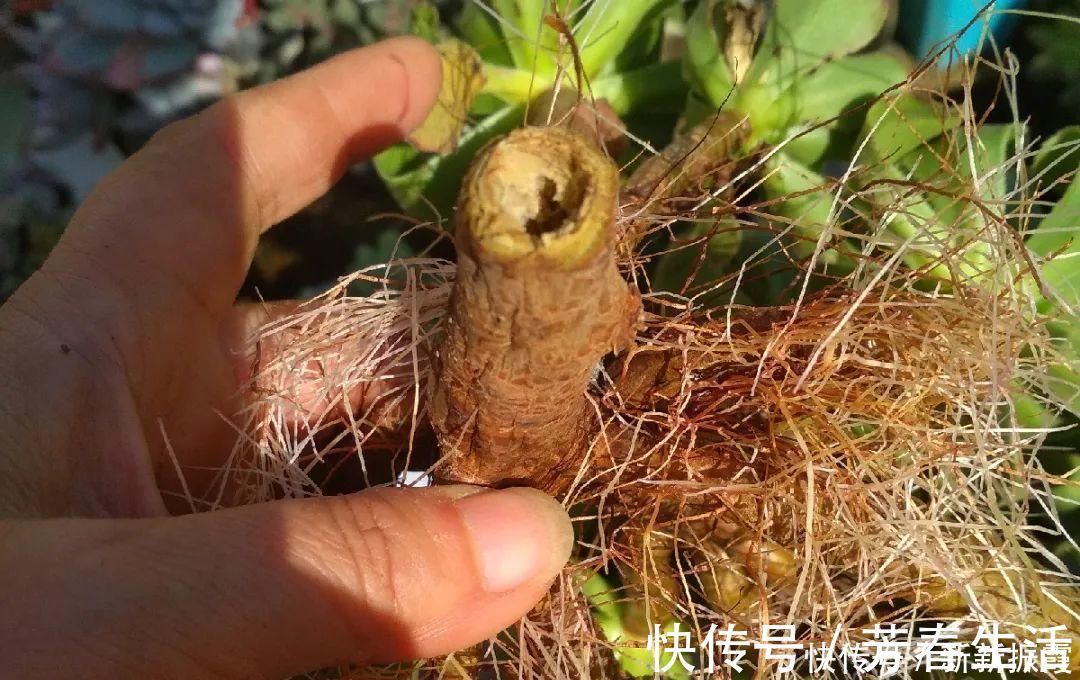 枝条|茉莉花扦插有机关,砍这一段枝条,插土里3天就活