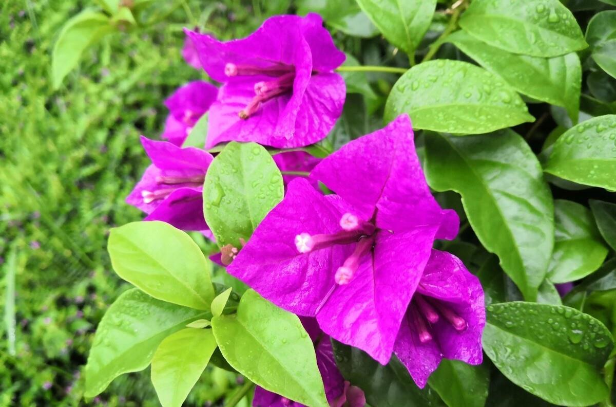 让三角梅开“秋花”,牢记这个“方法”花芽长得快,迅速花爆盆