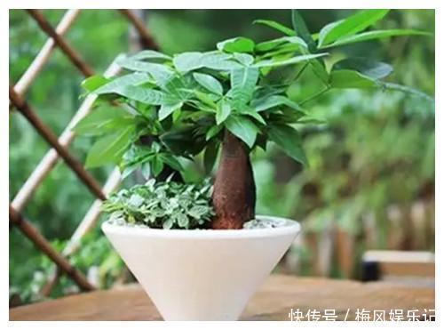 花草君|记住这四句话,让你家的花草树迅速爆盆又招财