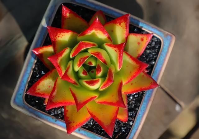 冬季乌木该怎么养,把这四点做好,绿叶变黑叶,傲气十足