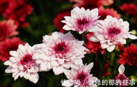 阳台|从8月13日开始，家养此款花卉，四季都有花开，阳台变花海