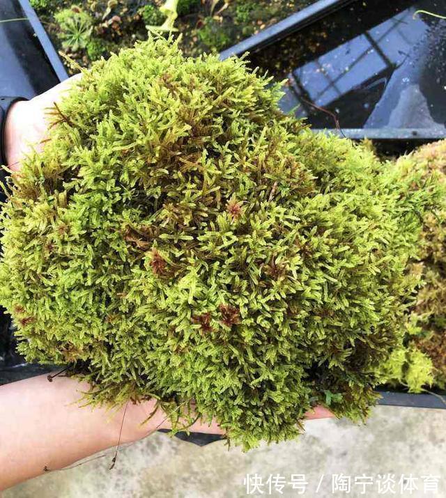 潮湿|院子里的阴凉角落,种上4种花,耐阴开花美,一年四季不用管