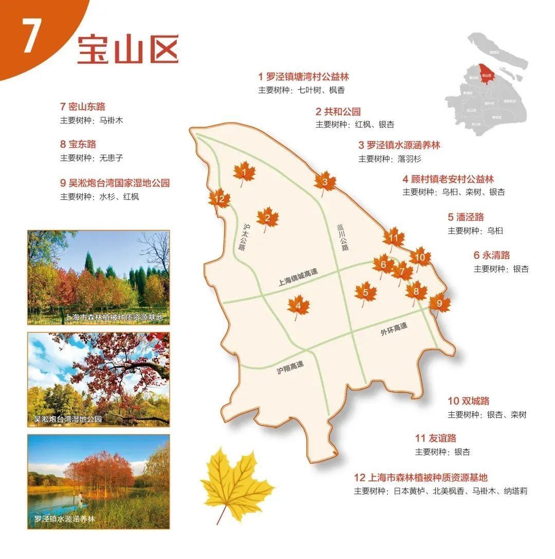 红叶|收藏9张“郊区红叶地图”！上海秋天真好看