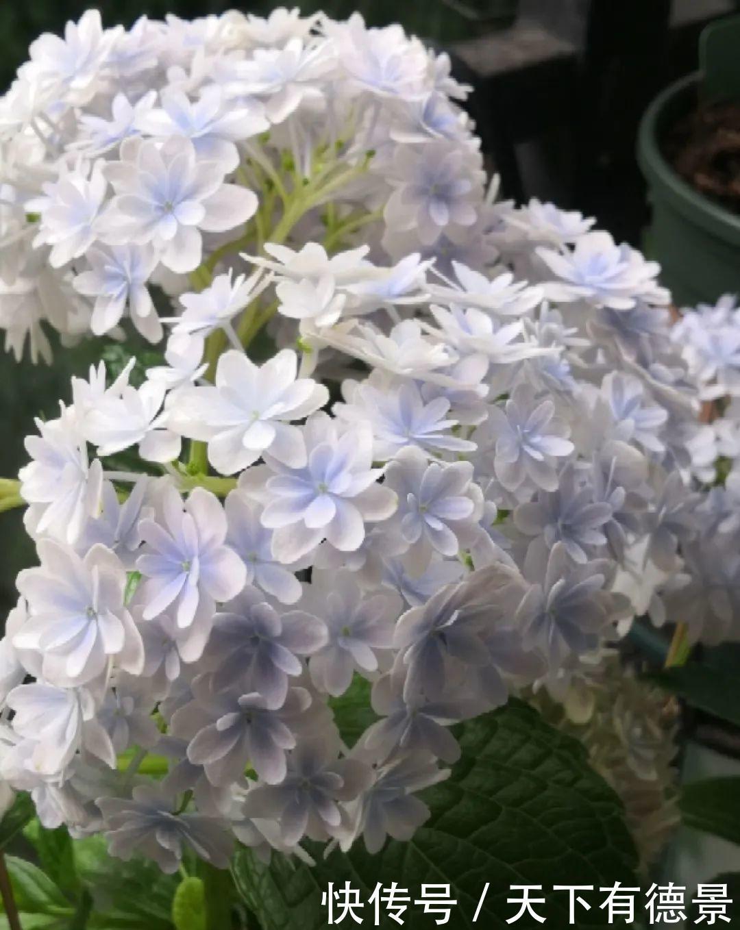 花友|夏天室内光不好,就养2种耐荫花,皮实好养开花多