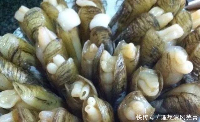 蛏子最好吃的做法,没有之一 每次吃都是连汤汁都不剩,百吃不厌