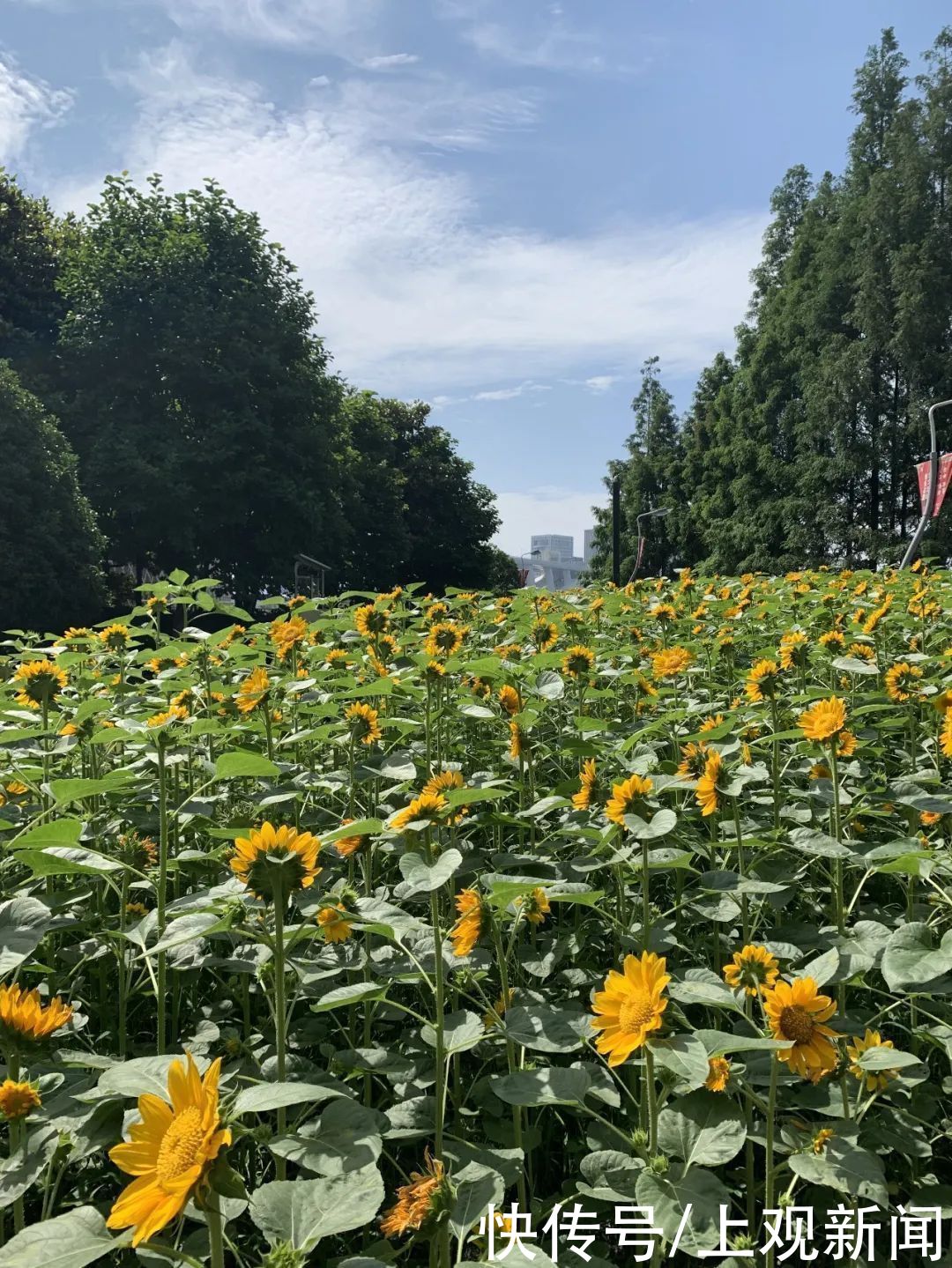 南园|南园滨江绿地：来看那片向日葵花海