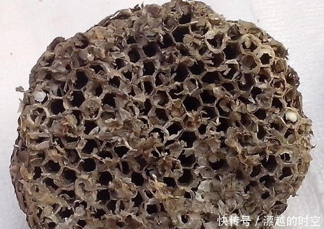 关节肿|马蜂窝也是一种药中医称之为“蜂房”,有什么奇效呢涨知识了