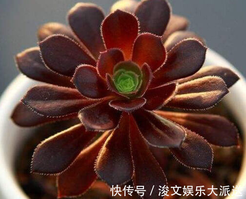 黑法师|多肉黑法师怎么养教你3个小妙招,养出乌黑油亮的黑法师