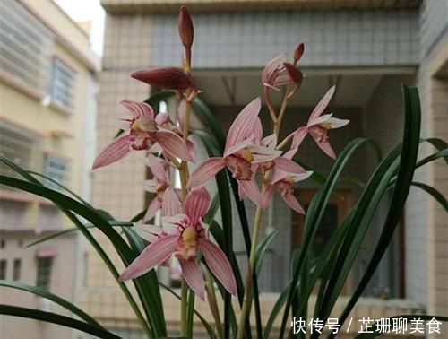 微量元素|老花农养兰花,只用1种植料,易生根好栽种浇水方便