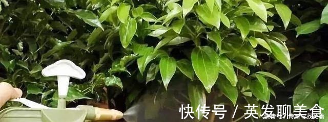 养花给花卉喂点土豆,比花肥还好用,让花卉蹭蹭长!