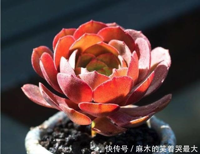 乙女|四种“零差评”多肉推荐，颜值不比桃蛋低，还容易成老桩！