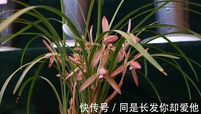 新芽|兰花开完花后,早点给它做好3点,根系长满盆,新芽蹭蹭往外冒