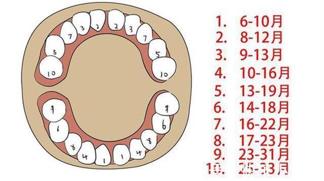 磨牙棒|宝宝什么时候出牙算正常？这6个信号是在暗示妈妈：我长牙了