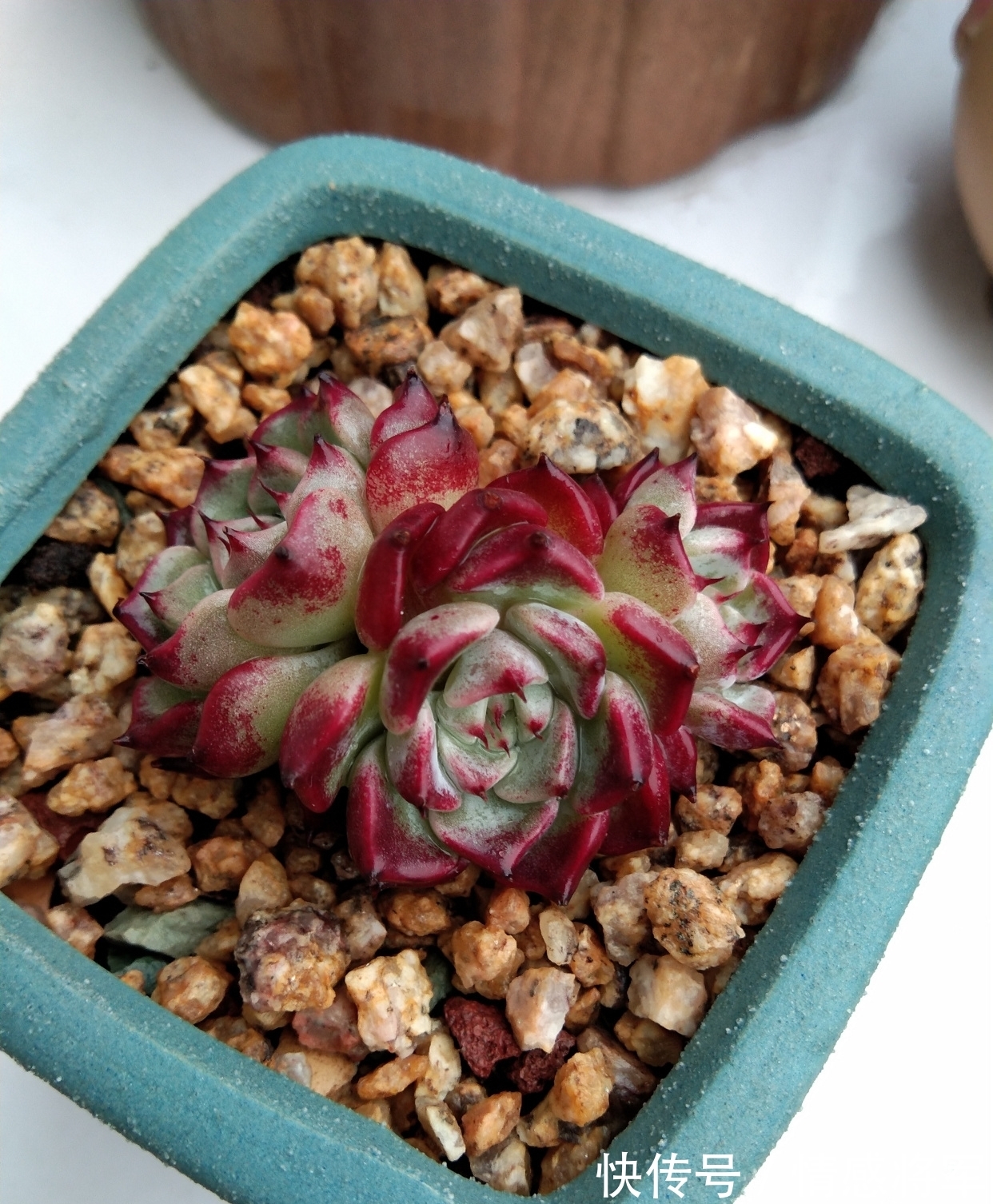 叶片|多肉红宝石,秀妍,沙罗姬牡丹,蜡牡丹等如何快速出状态