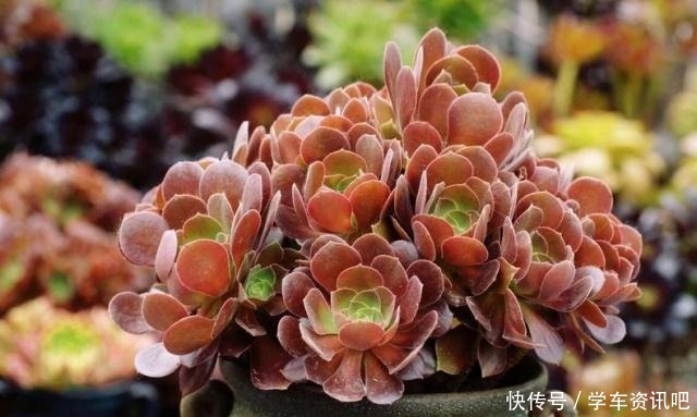 多肉要想顺利度夏，牢记四个词，不出状态也能保命，操作更不难！