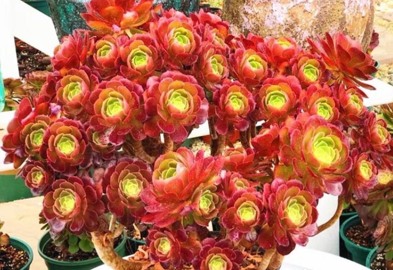 酒红色|多肉荷兰玫瑰法师和韶秀法师都能长成玫瑰状,你喜欢哪个品种呢?