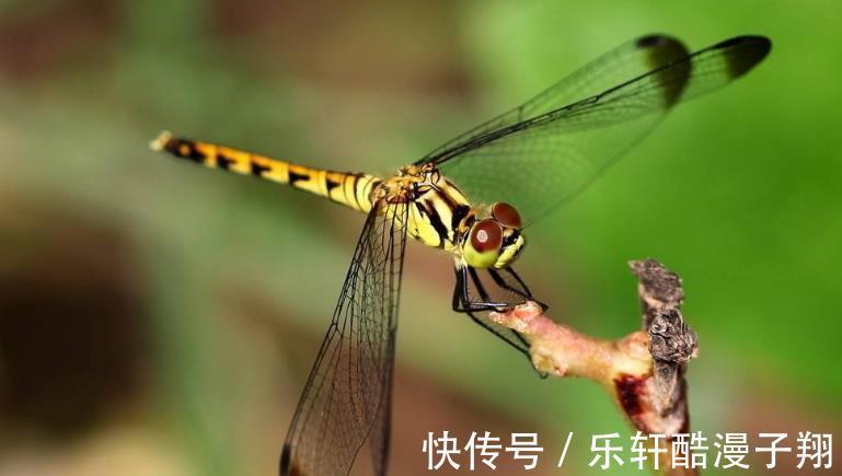 财帛|未来10天，财帛如雨，3生肖宫内“好孕”，再也不操心钱