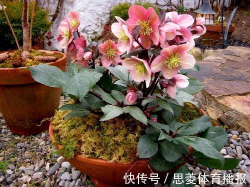 花卉|她家3平方的小阳台,几十盆花不停歇的开,邻居见了都羡慕