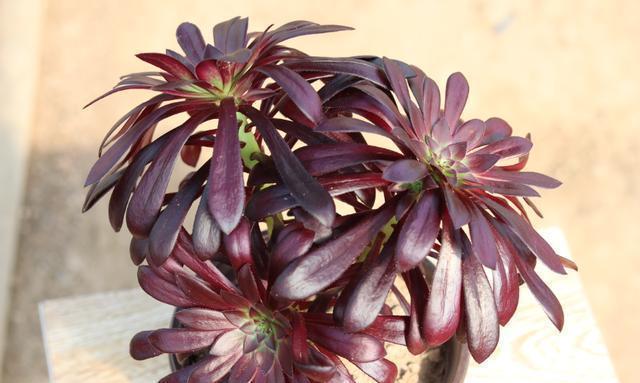 想让黑法师长得快速，侧芽多，用对“肥料”，叶片黝黑特漂亮