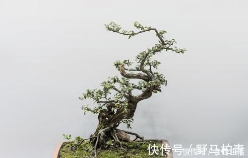 盆景|盆景树木叶片太大，3个控叶技巧，让叶片变小，尽显古朴苍老，不学可惜了