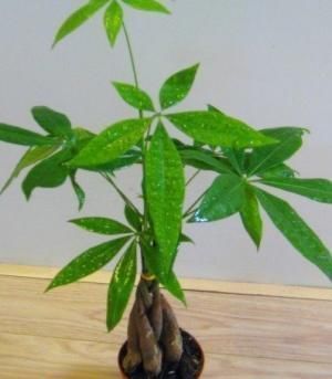 幸福树|客厅不要乱养花,要养就养这三盆高贵大方的,保平安又旺财