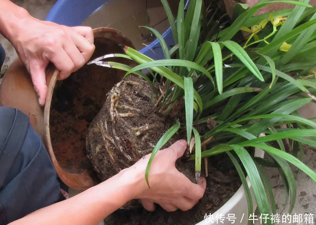 花肥|勿以恶小而为之！养花养成这7个坏习惯会出大问题