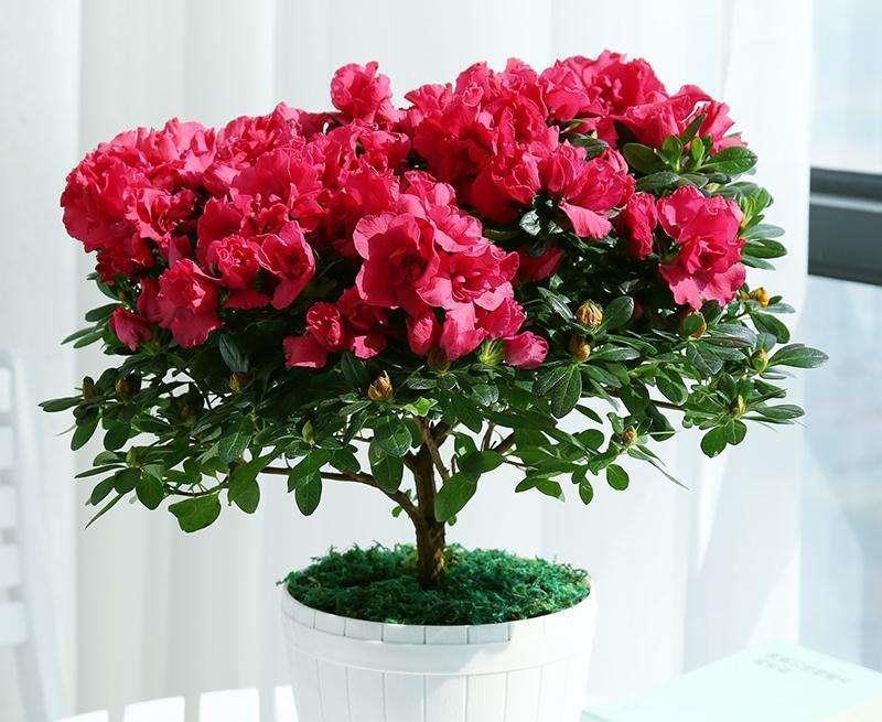 7种紧俏年宵花,个个都有“小脾气”,伺候好了,红红火火开一冬