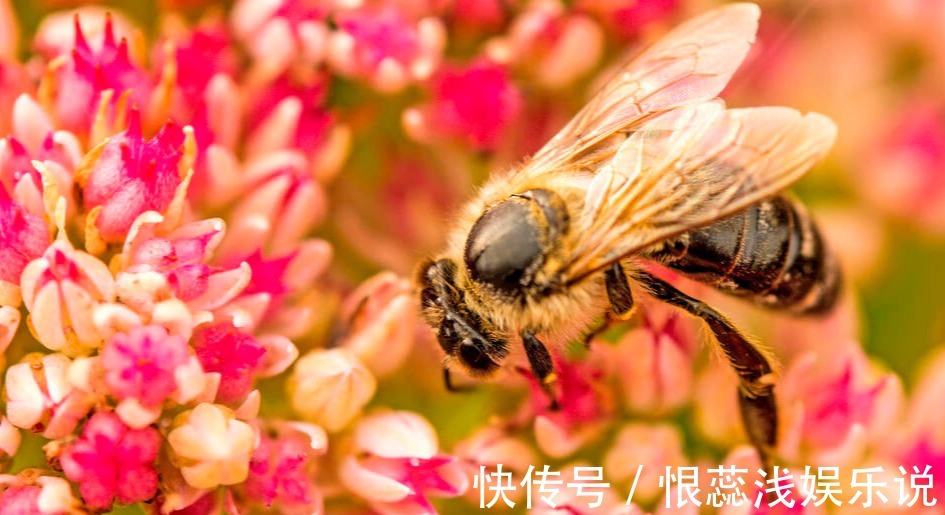 秋季长寿花就不开花,光照比肥料还重要,想要开花爆盆做好2点