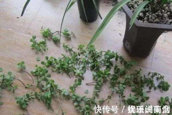 花卉|这三棵树''太贵''，偷偷折一根''枝''就能活，别再花冤枉钱。