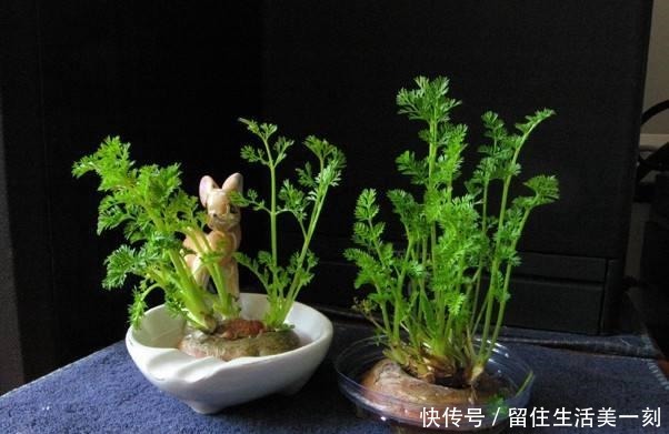 5种吃剩的菜根别丢,种出漂亮的小盆栽,不花一分钱,比花还漂亮!