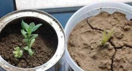 水里加点“它”，盆土越浇越“透气”，10年不换盆，花也旺，养根