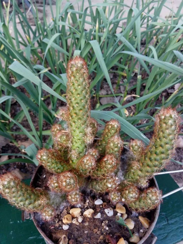 送瘟神,洒庭院,赏多肉,合家团聚话将来!