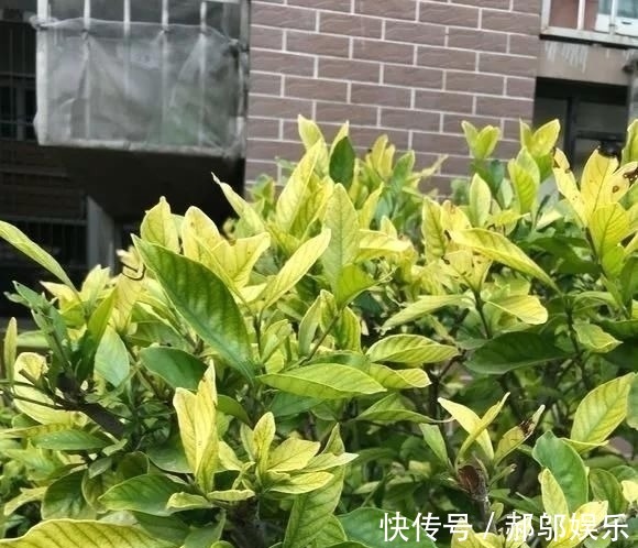 酸水|这四种酸水浇花,1个月浇一次,叶子浓绿、开花稠密