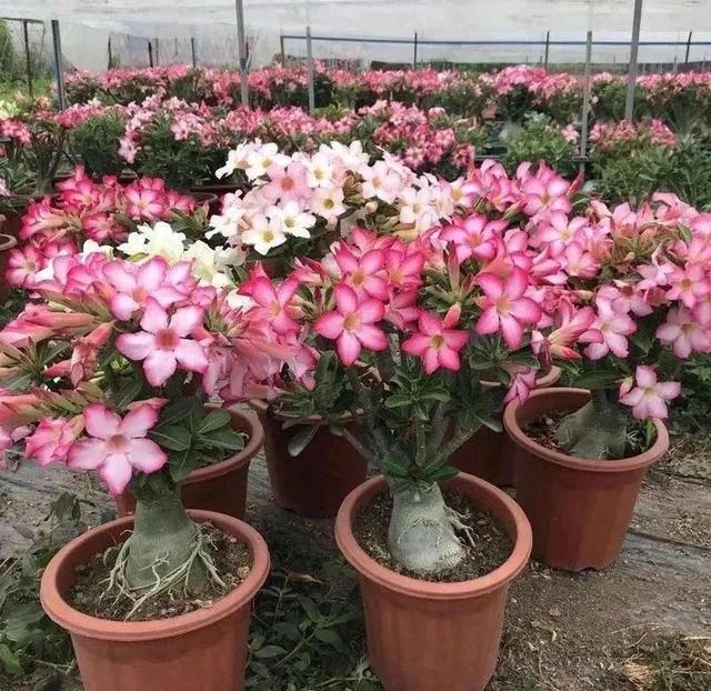 株型|最爱晒太阳的8种花,越晒开花越多,阳台养几盆,开花成海