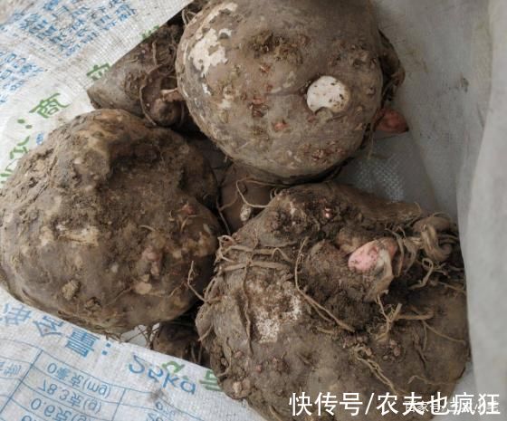 全株有毒，却种植数千年，加入草木灰一煮，味道如同吃大肥肉