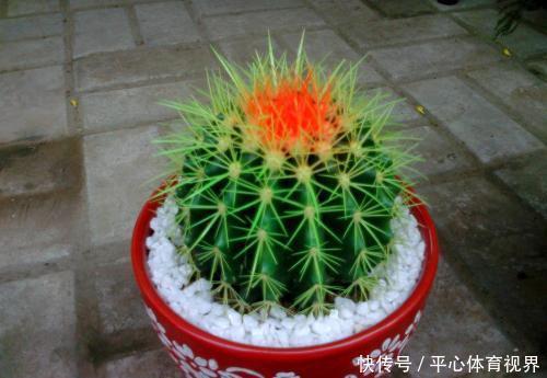 花卉|养花不能太勤快,这些懒人花,小盆种少浇水,越长越美!