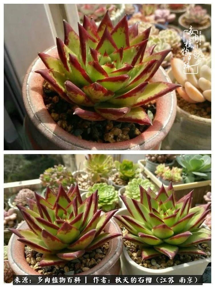 渡劫归来的肉肉,谁是谁的前世,谁又成了谁的今生