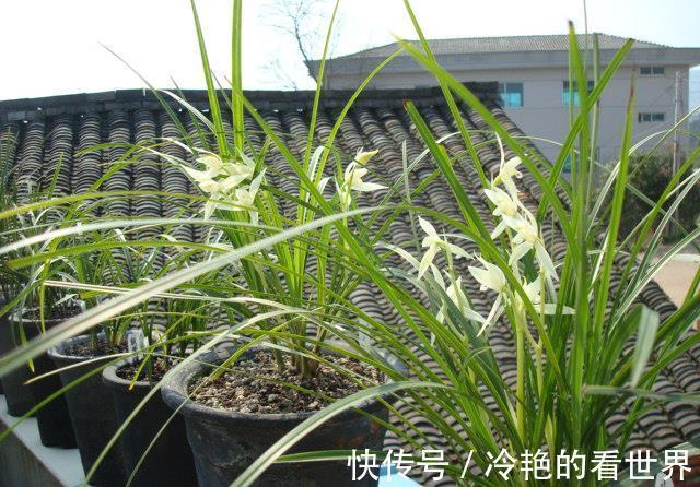 风化岩|好兰，养一盆就够了，此兰极耐寒，百花凋零时，依然绽放