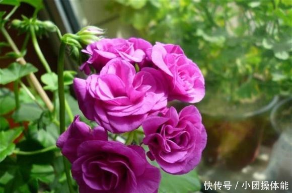 此“花”一年开花好几次，花朵漂亮似玫瑰，养在阳台路人都夸美！